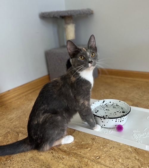 Ivy, a cat for adoption from The Kitty Cottage Sanctuary