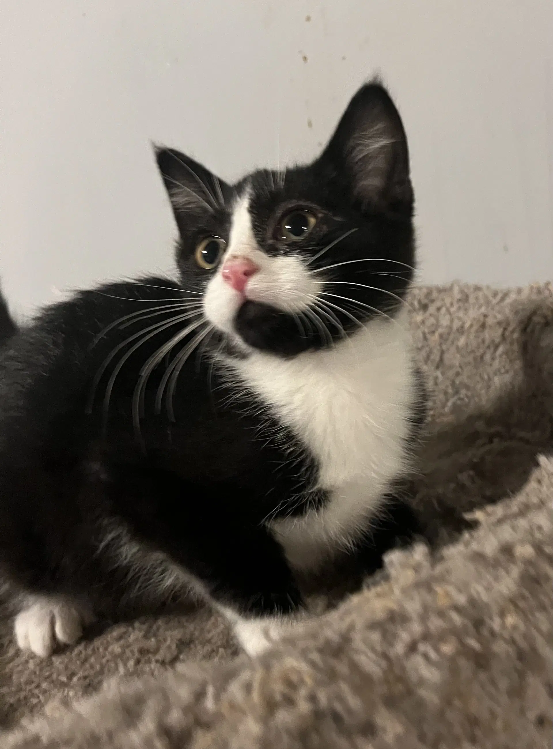 Parker - Domestic Short Hair