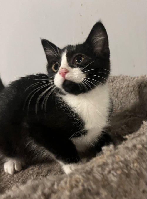 Parker, a cat for adoption from The Kitty Cottage Sanctuary