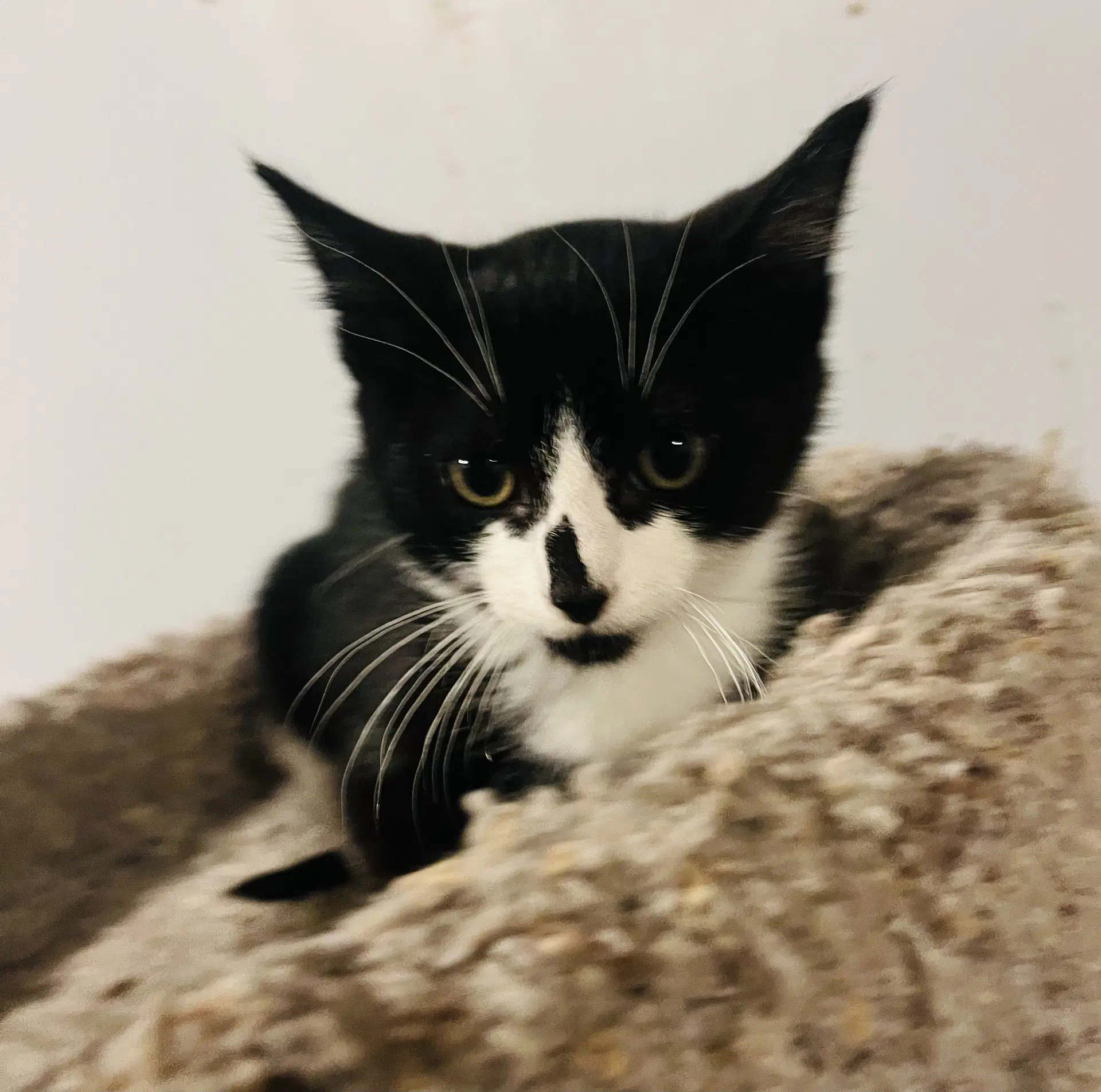 Tucker - Domestic Short Hair