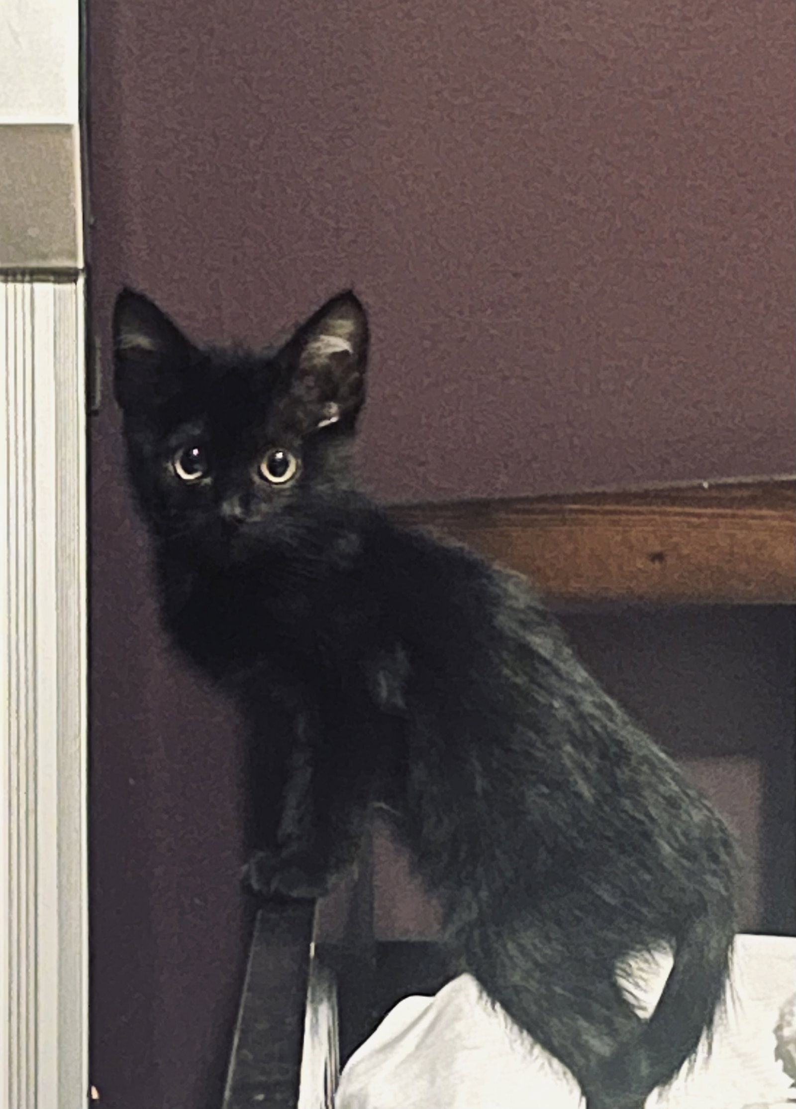 Little Man, Domestic Short Hair