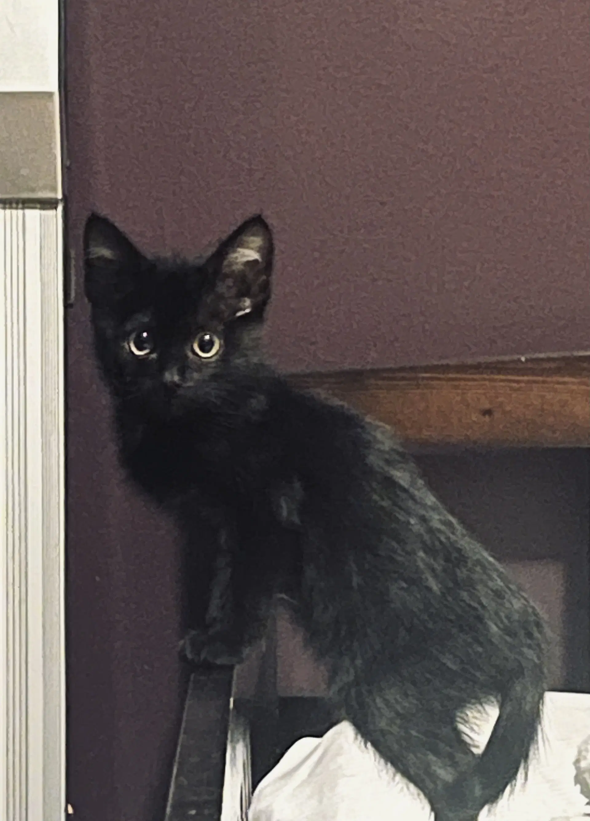 Little Man - Domestic Short Hair