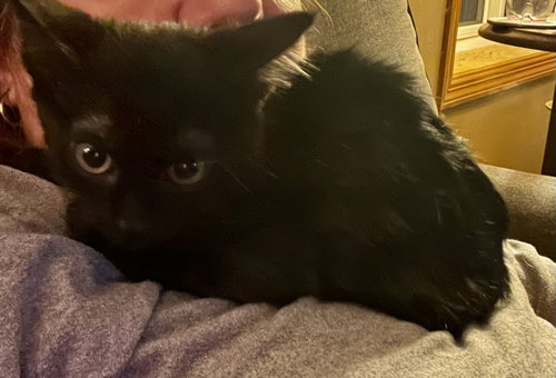 Photo 3 of Little Man