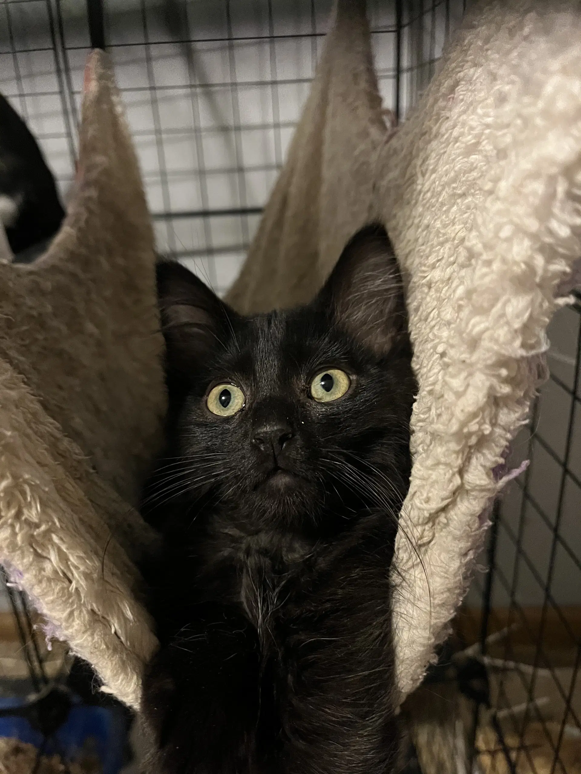 Allistar - Domestic Medium Hair