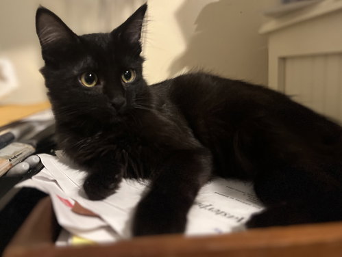 Allizar, a cat for adoption from The Kitty Cottage Sanctuary