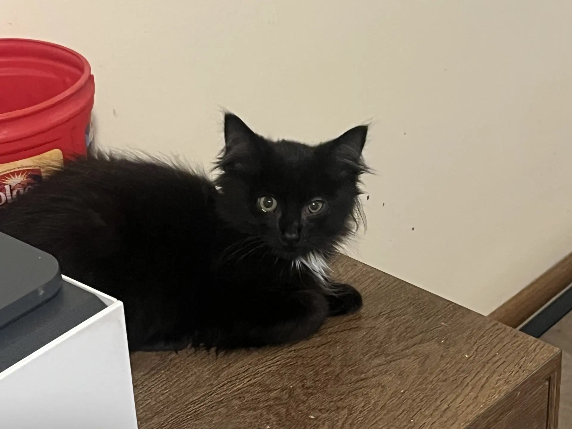 Azul - Domestic Long Hair