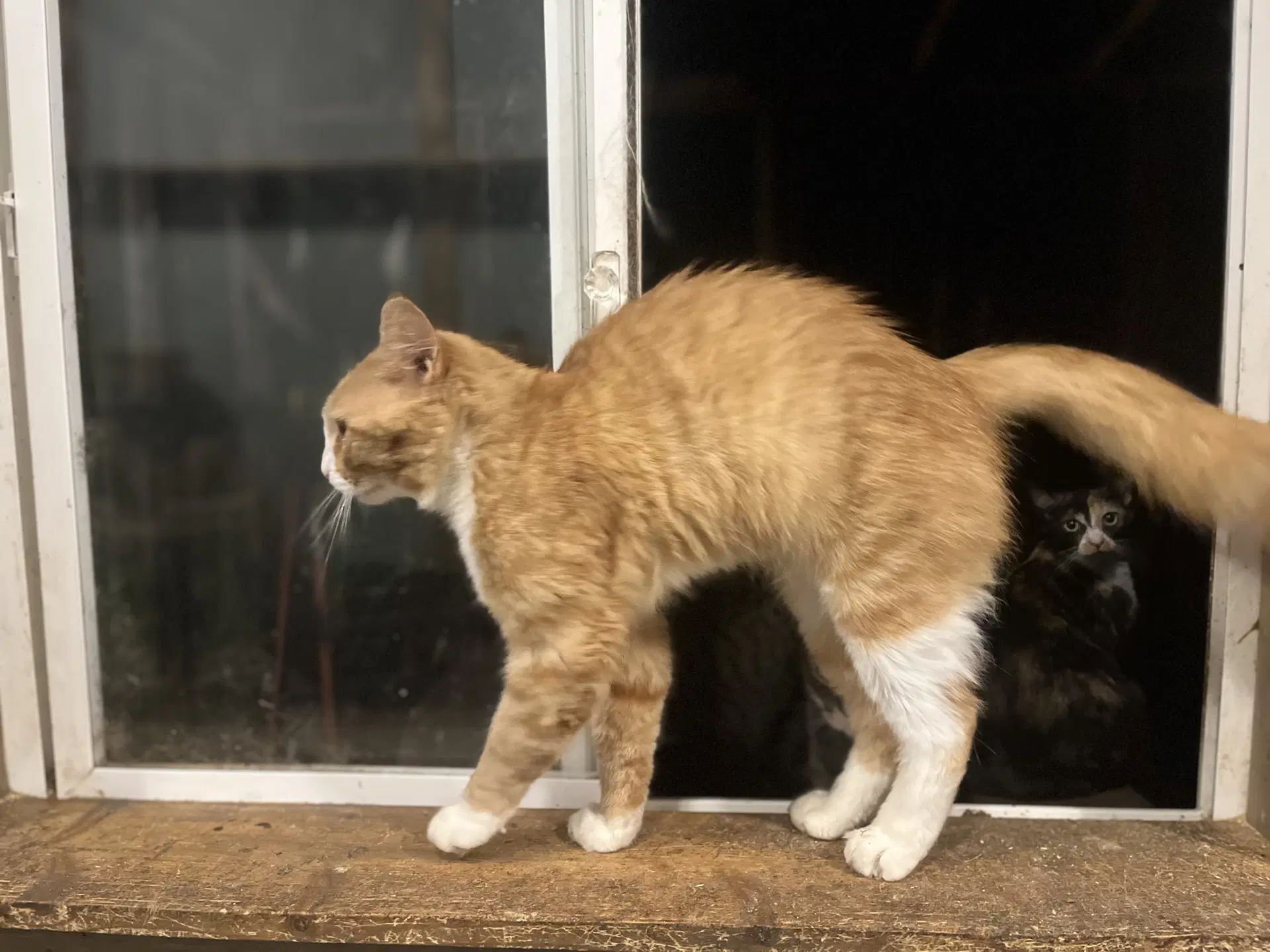 Dude - Domestic Medium Hair
