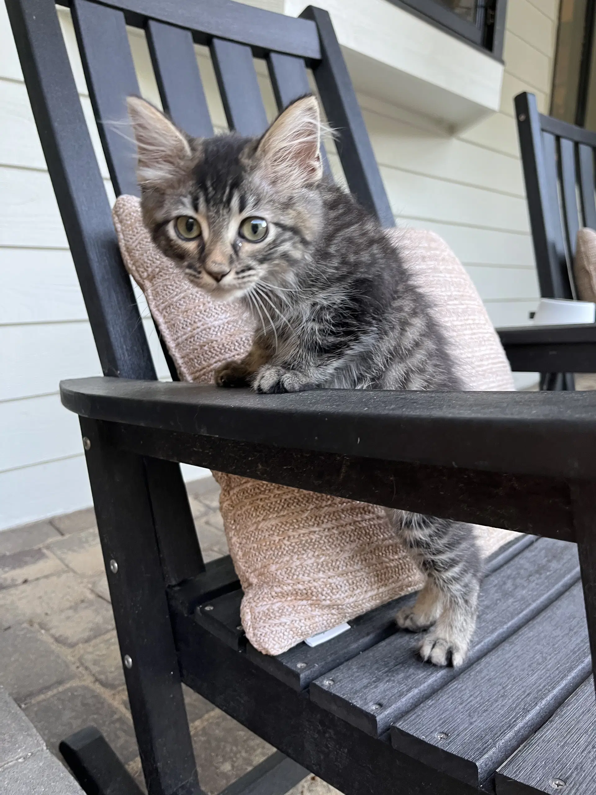 Bobby - Domestic Medium Hair