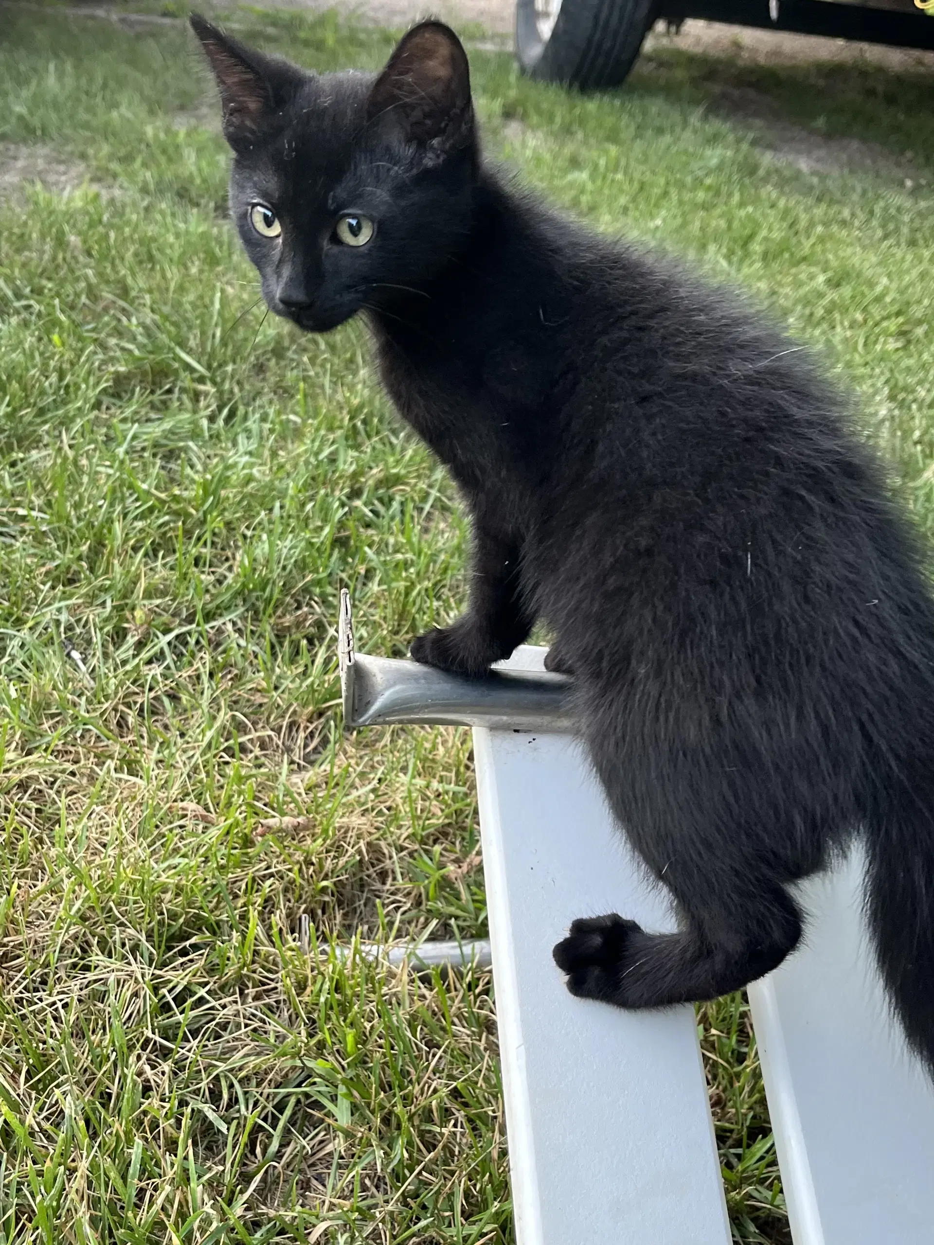 Teddy - Domestic Medium Hair