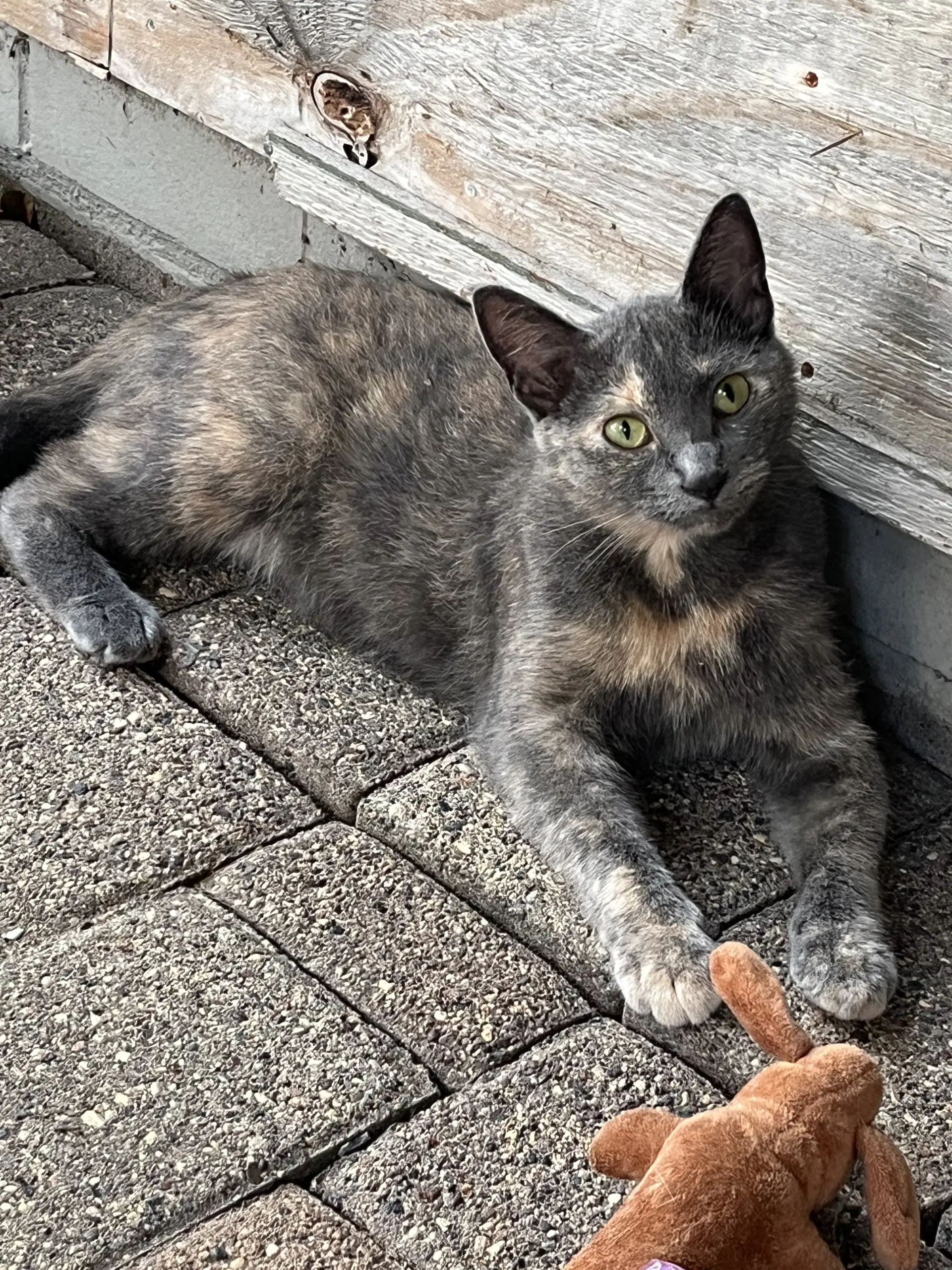 Claudia - Domestic Short Hair