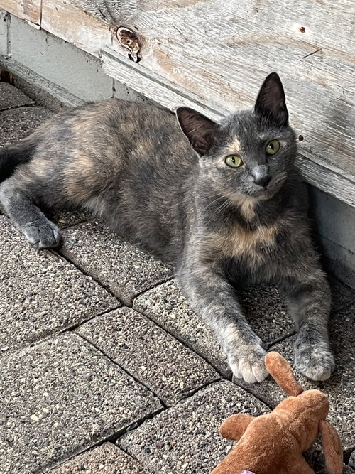Claudia, a cat for adoption from The Kitty Cottage Sanctuary