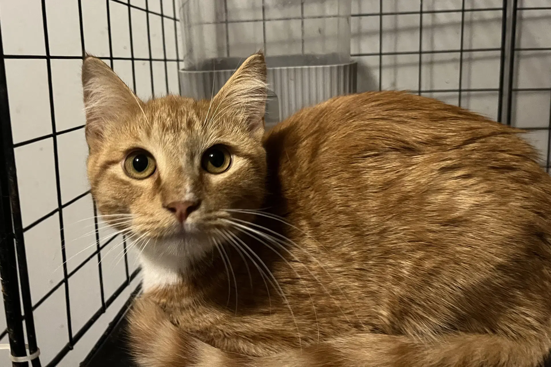 Edgar - Domestic Short Hair