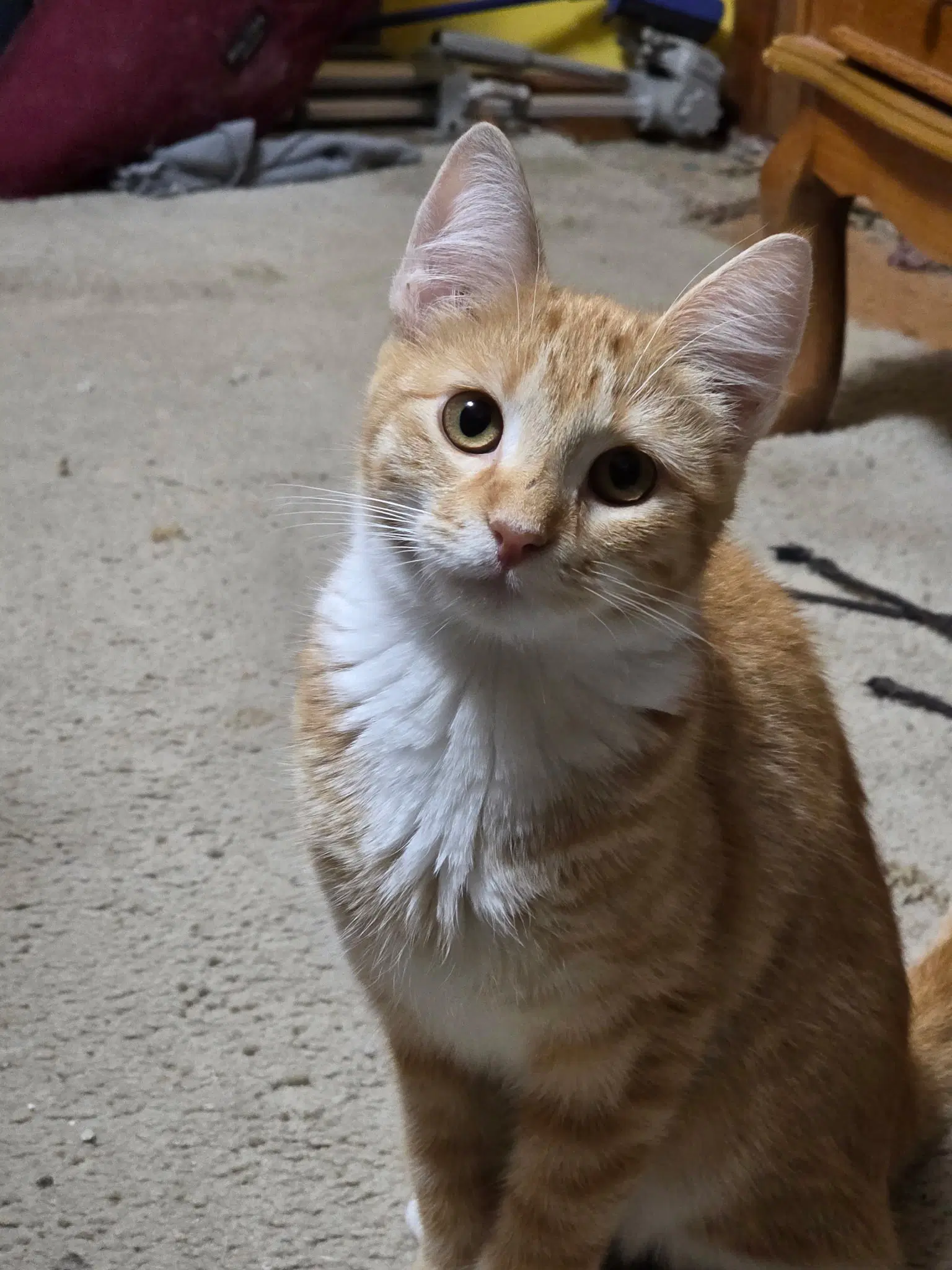 Maisie - Domestic Short Hair