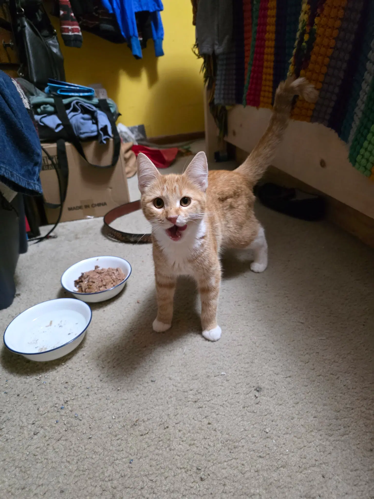 Maisie image 3