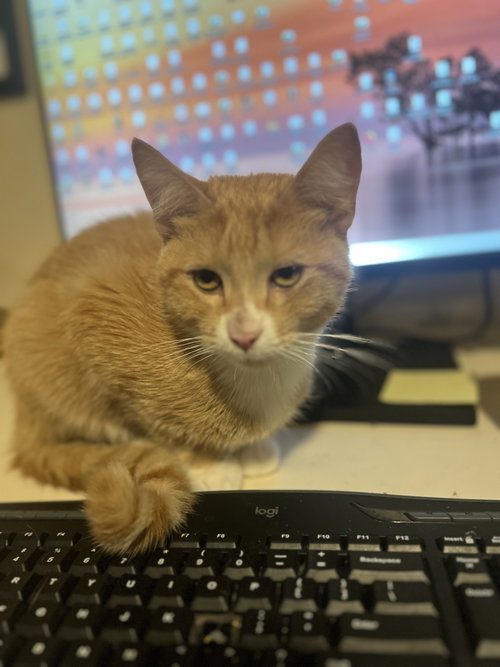 Poe, a cat for adoption from The Kitty Cottage Sanctuary