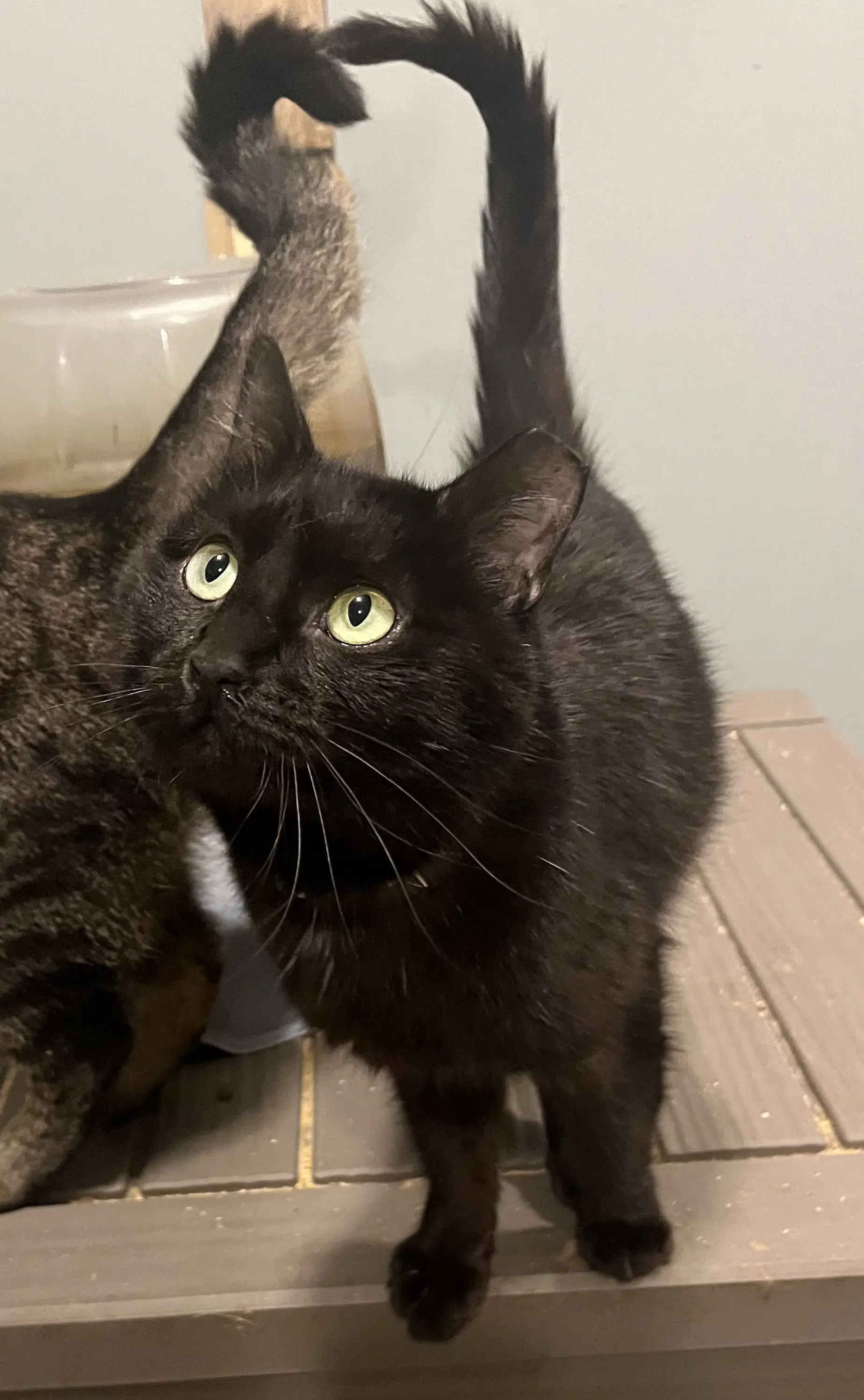 Jet - Domestic Medium Hair