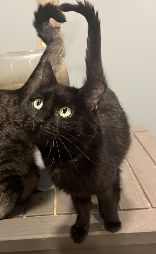 Jet, a cat for adoption from The Kitty Cottage Sanctuary