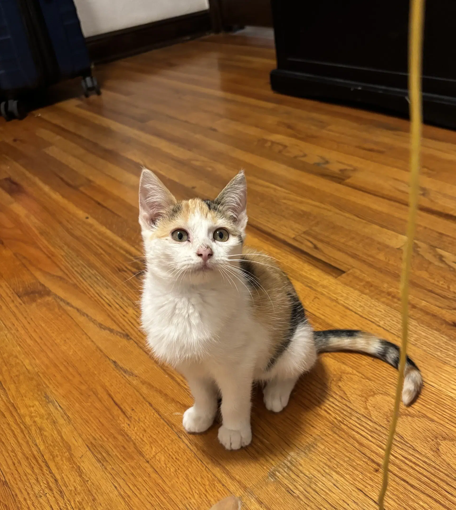 Mae - Domestic Short Hair