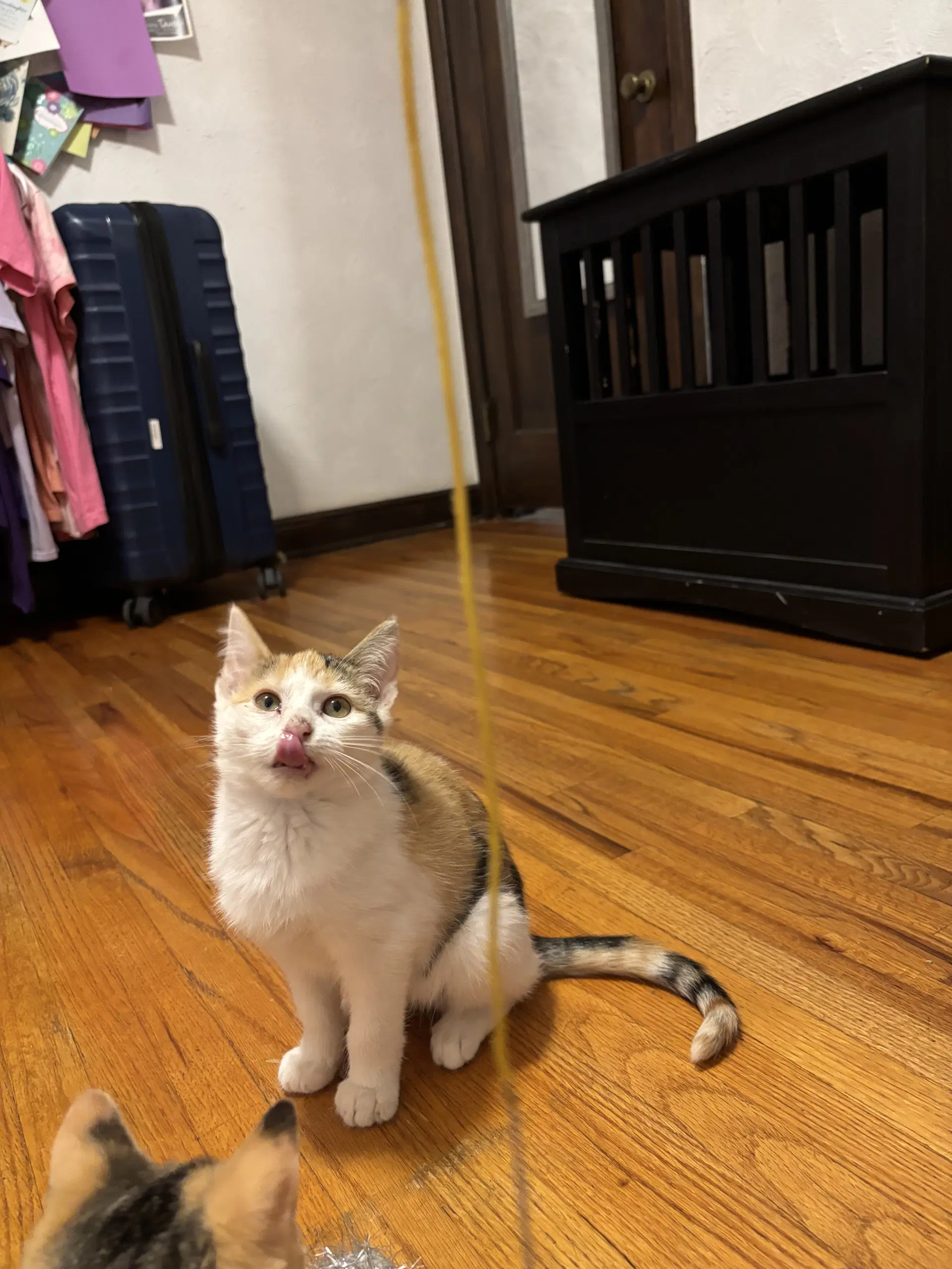 Mae image 2