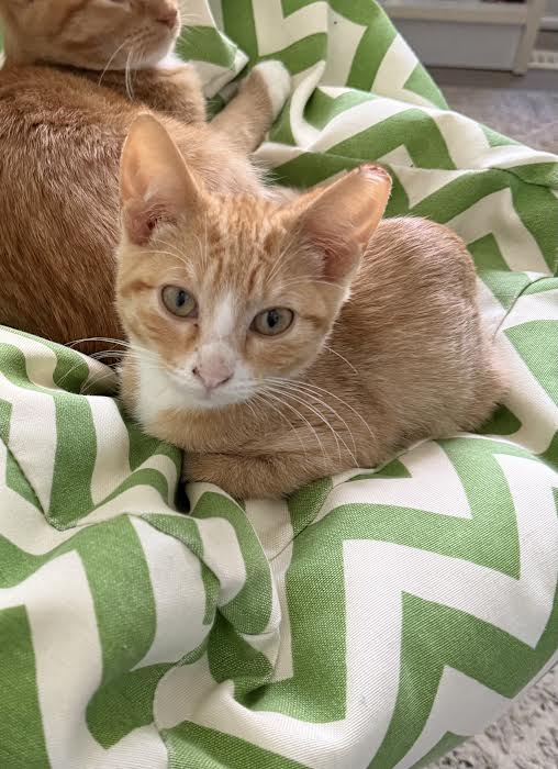 Peanut