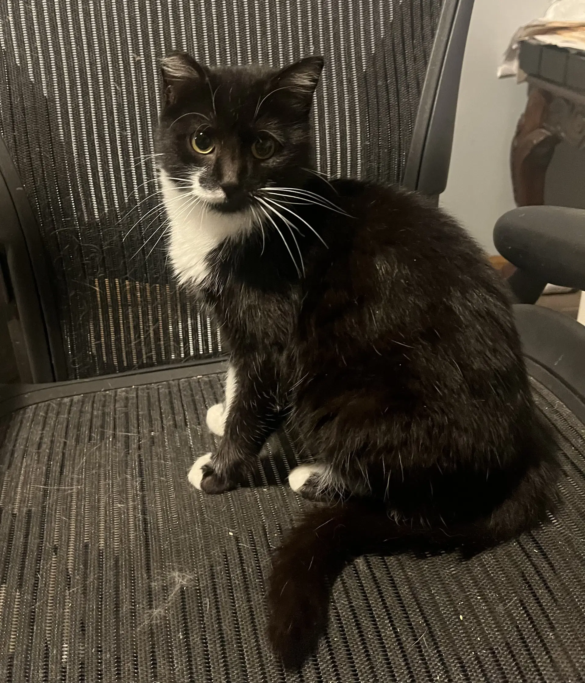 Luna - Domestic Medium Hair