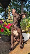 adoptable Dog in , NC named Dutch
