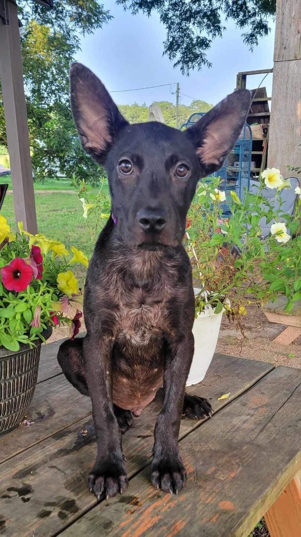 adoptable Dog in Earl, NC named Joe