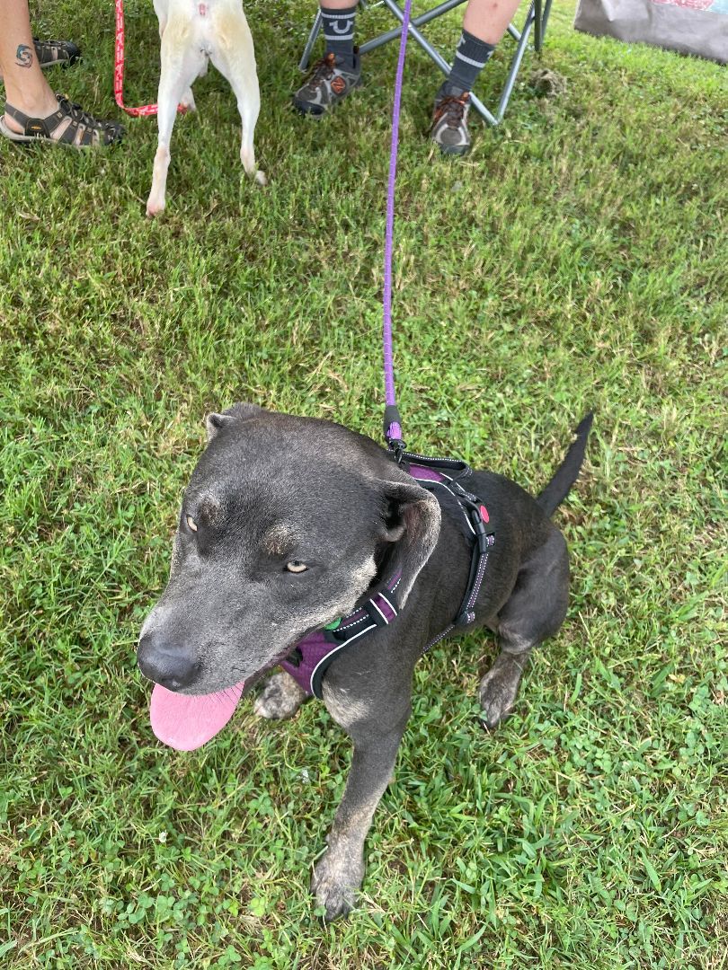 adoptable Dog in Earl, NC named Luna