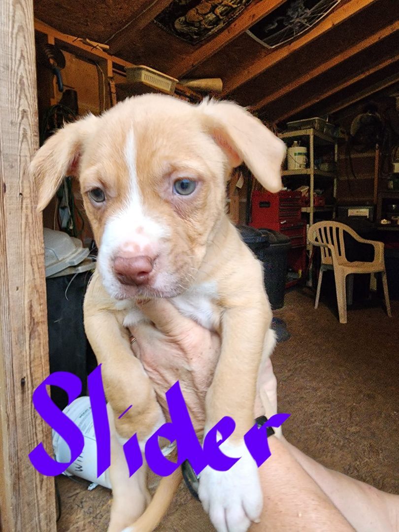 adoptable Dog in Earl, NC named Slider