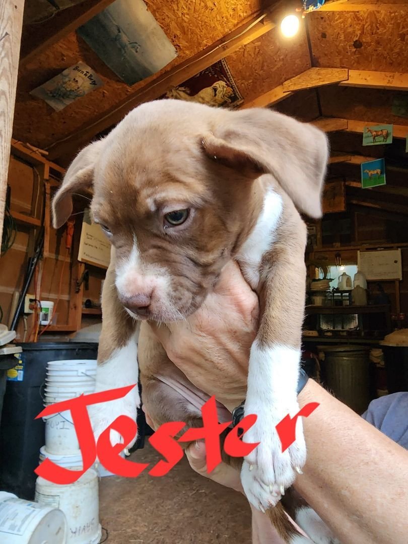 adoptable Dog in Earl, NC named Jester
