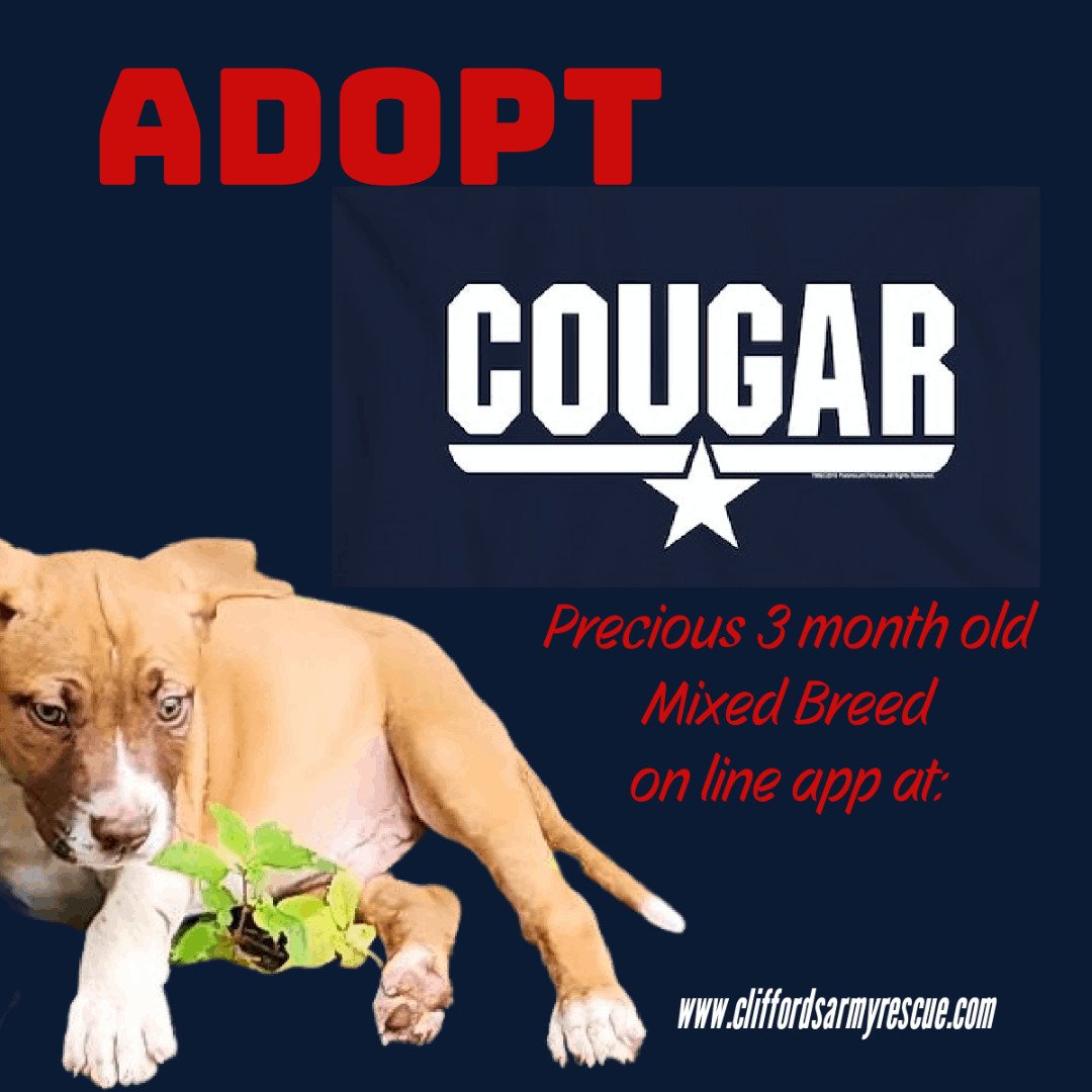 adoptable Dog in Earl, NC named Cougar