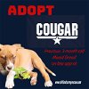 adoptable Dog in , NC named Cougar