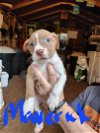 adoptable Dog in earl, NC named Maverick