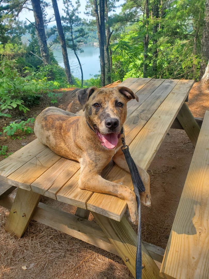 adoptable Dog in Earl, NC named Behr