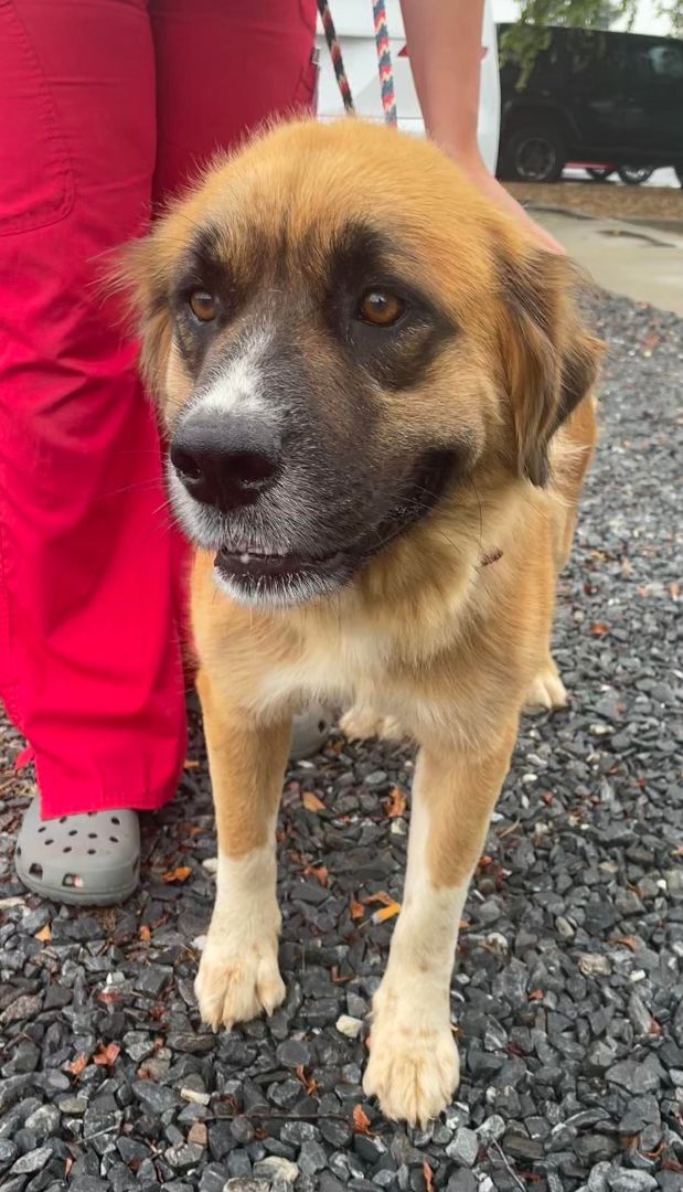 adoptable Dog in Earl, NC named Junie B