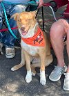 adoptable Dog in earl, NC named Sienna