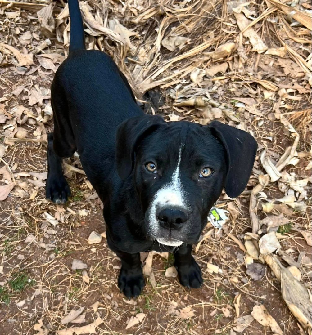 adoptable Dog in Earl, NC named Jingle