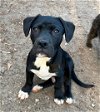 adoptable Dog in , NC named Dasher