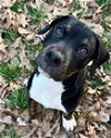 adoptable Dog in , NC named Donner