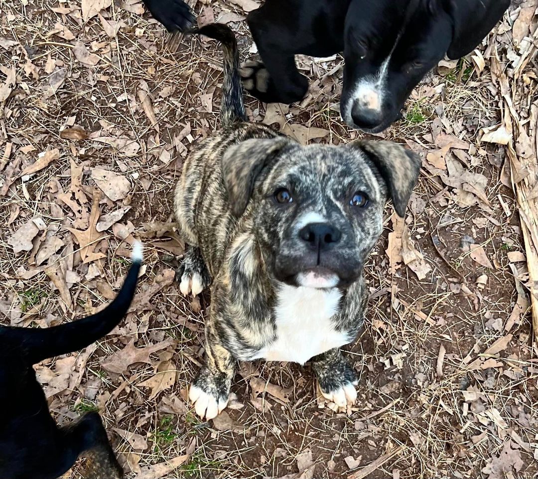 adoptable Dog in Earl, NC named Merry