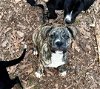 adoptable Dog in earl, NC named Merry