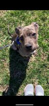 adoptable Dog in earl, NC named Reno