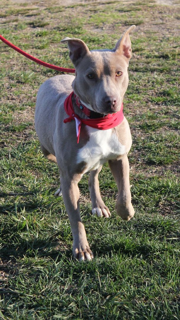 adoptable Dog in Earl, NC named Yashi