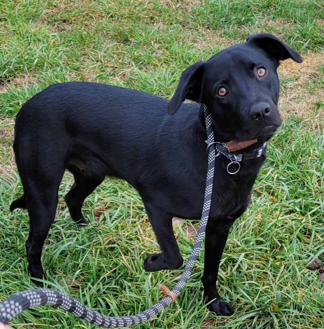 adoptable Dog in Earl, NC named Charlie