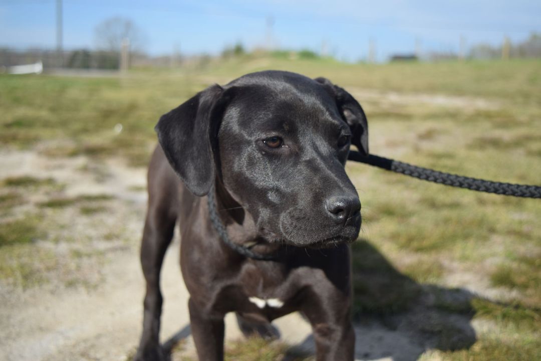 adoptable Dog in Earl, NC named Ceara