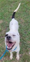 adoptable Dog in earl, NC named Mr Belvedere ( Mr. B)