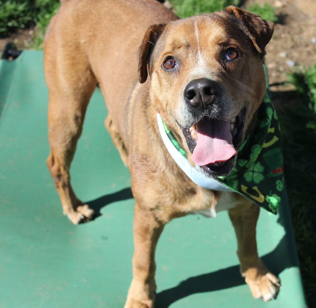 adoptable Dog in Earl, NC named Franklin