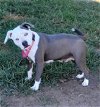 adoptable Dog in earl, NC named Stella