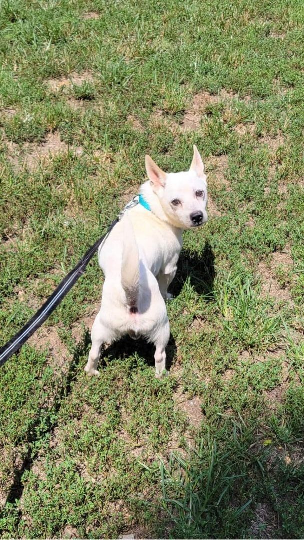 adoptable Dog in Earl, NC named Bocephus