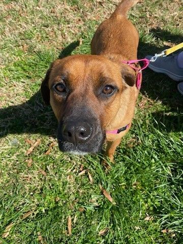 adoptable Dog in Earl, NC named Lizzie